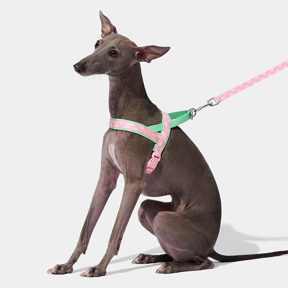Luxury Pet Chest Strap Tractio - Headcollar Rope Set บทวิจารณ์และราคา
