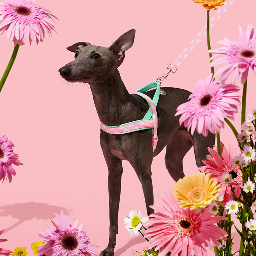 Luxury Pet Chest Strap Tractio - Headcollar Rope Set บทวิจารณ์และราคา