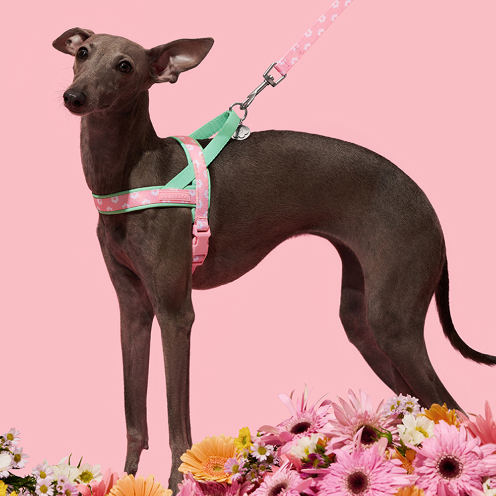 Luxury Pet Chest Strap Tractio - Headcollar Rope Set บทวิจารณ์และราคา