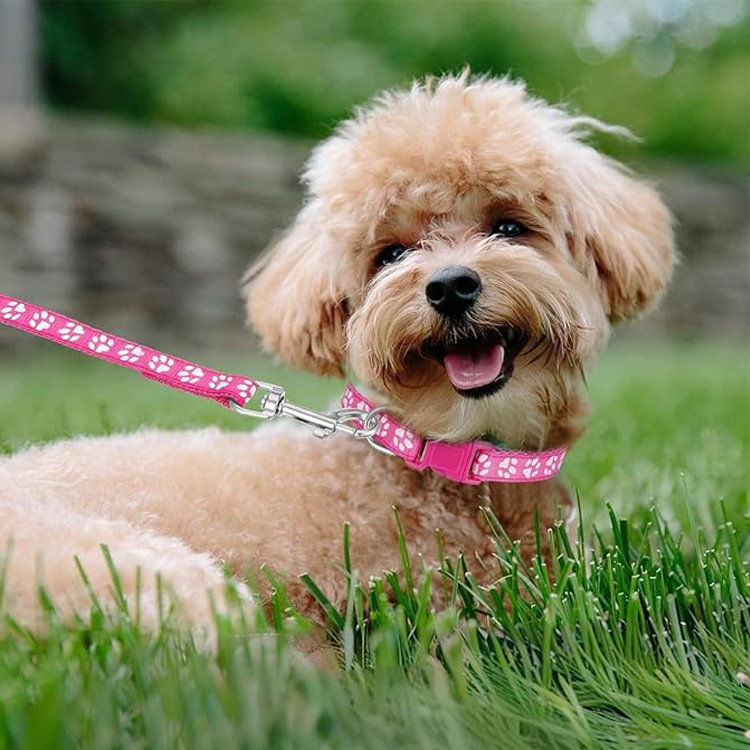 Dog Paw Print Pet Traction Rop - Headcollar Rope Set บทวิจารณ์และราคา